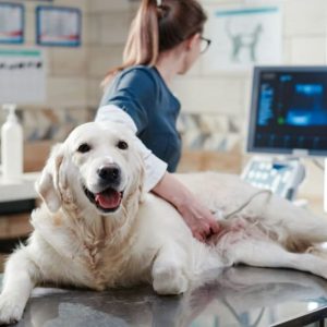 CPD-Accredited Pet Ultrasound Course