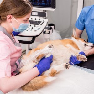 Semen Collection, Analysis, Chilling & Shipping Course